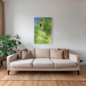Naissance du coquelicot