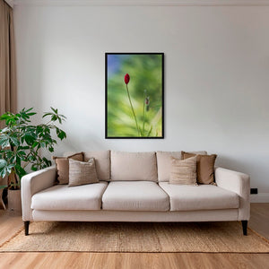 Naissance du coquelicot