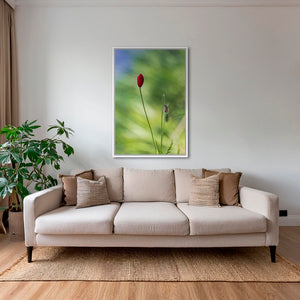 Naissance du coquelicot
