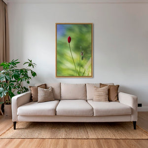 Naissance du coquelicot