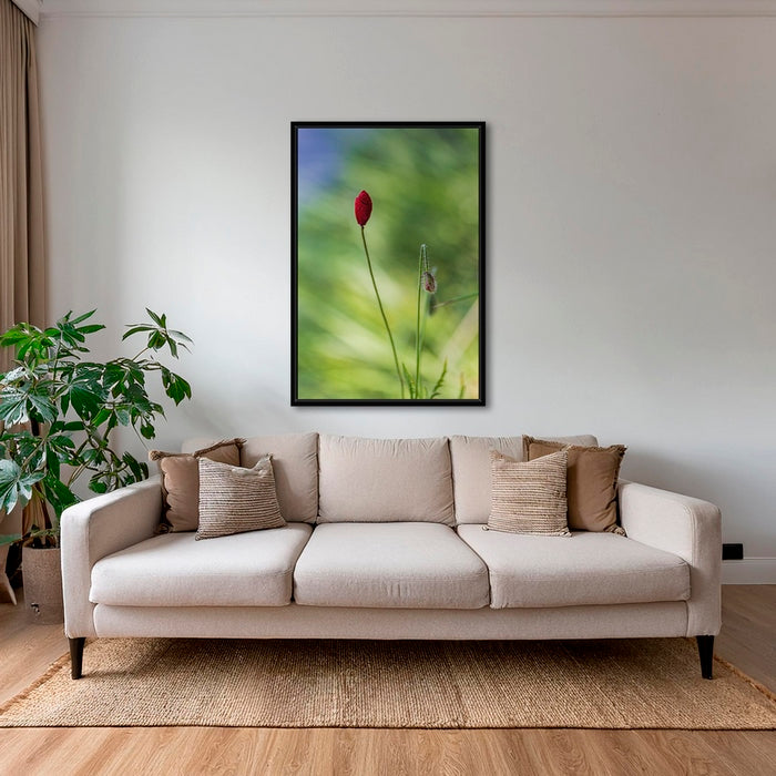 Naissance du coquelicot