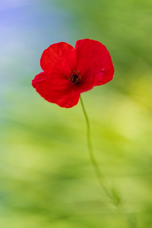 Naissance du coquelicot 2