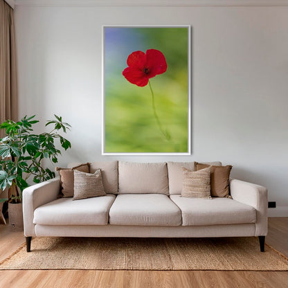 Naissance du coquelicot 2