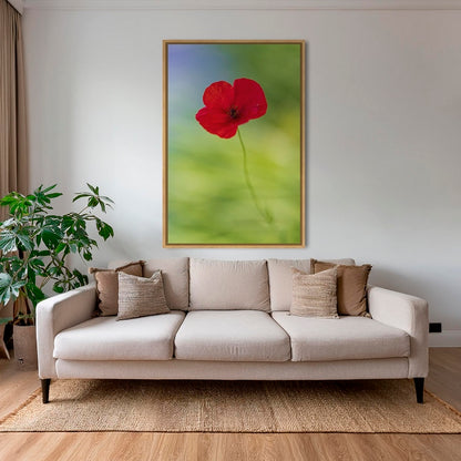 Naissance du coquelicot 2