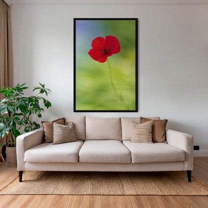 Naissance du coquelicot 2