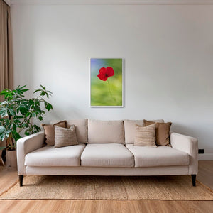 Naissance du coquelicot 2