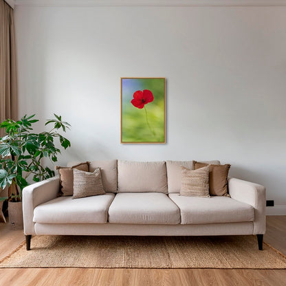Naissance du coquelicot 2