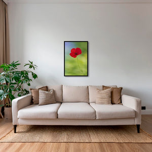 Naissance du coquelicot 2