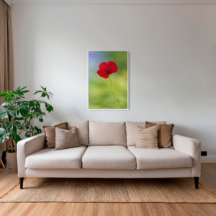 Naissance du coquelicot 2