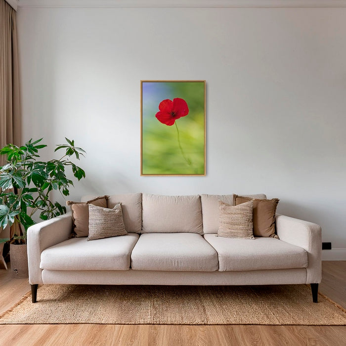Naissance du coquelicot 2