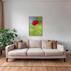 Naissance du coquelicot 2