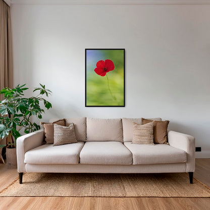 Naissance du coquelicot 2