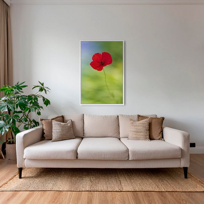 Naissance du coquelicot 2