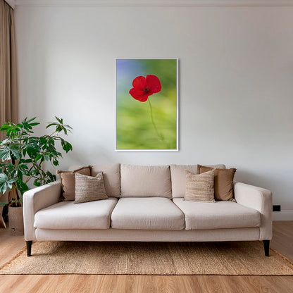 Naissance du coquelicot 2
