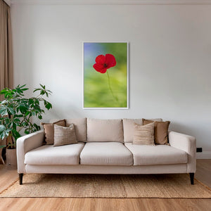 Naissance du coquelicot 2