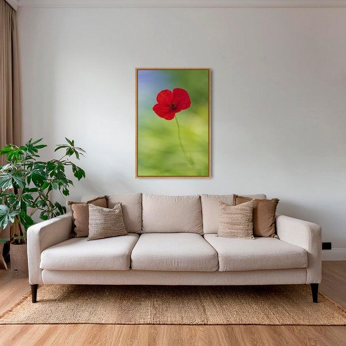 Naissance du coquelicot 2
