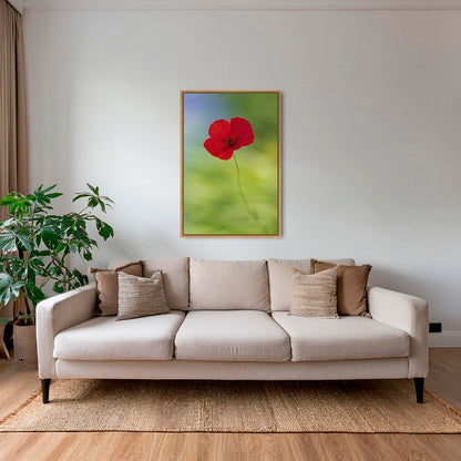 Naissance du coquelicot 2