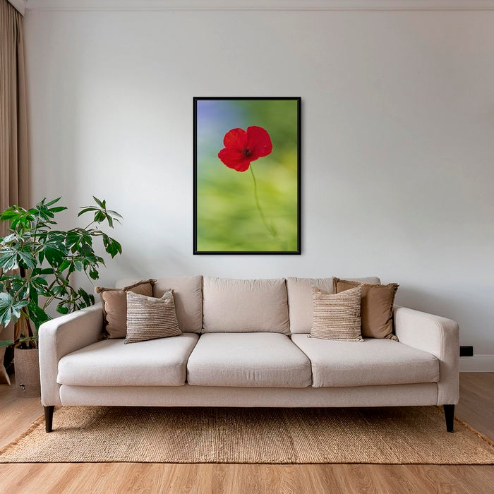 Naissance du coquelicot 2