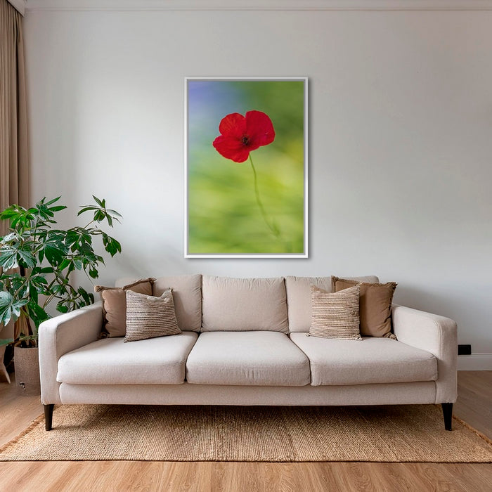 Naissance du coquelicot 2
