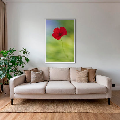 Naissance du coquelicot 2