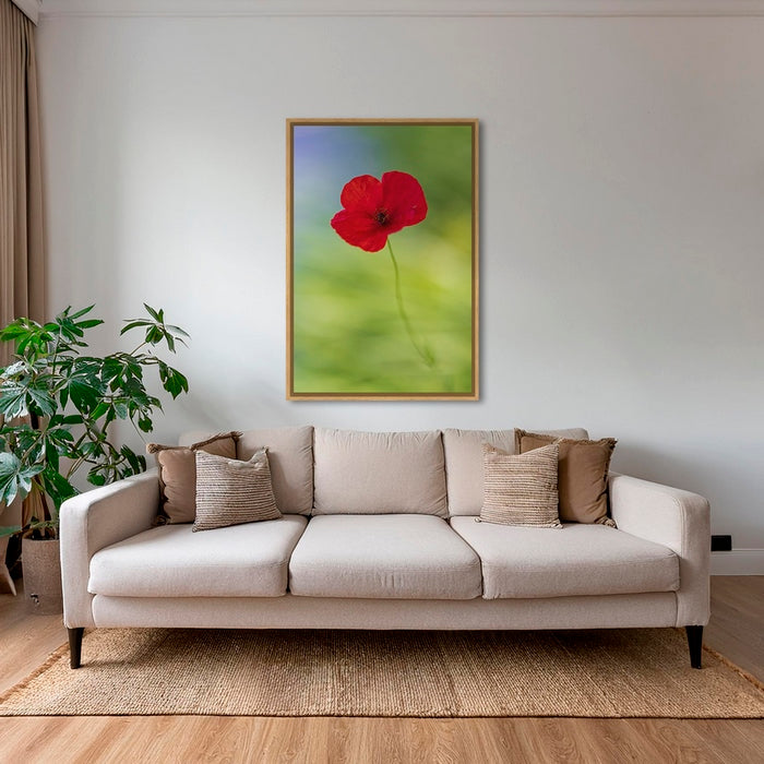 Naissance du coquelicot 2