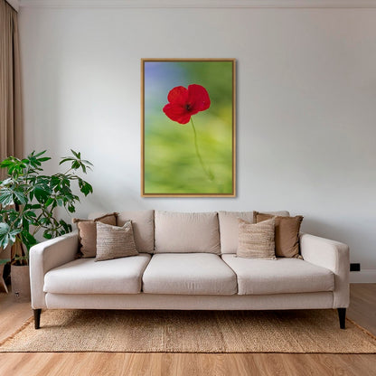 Naissance du coquelicot 2