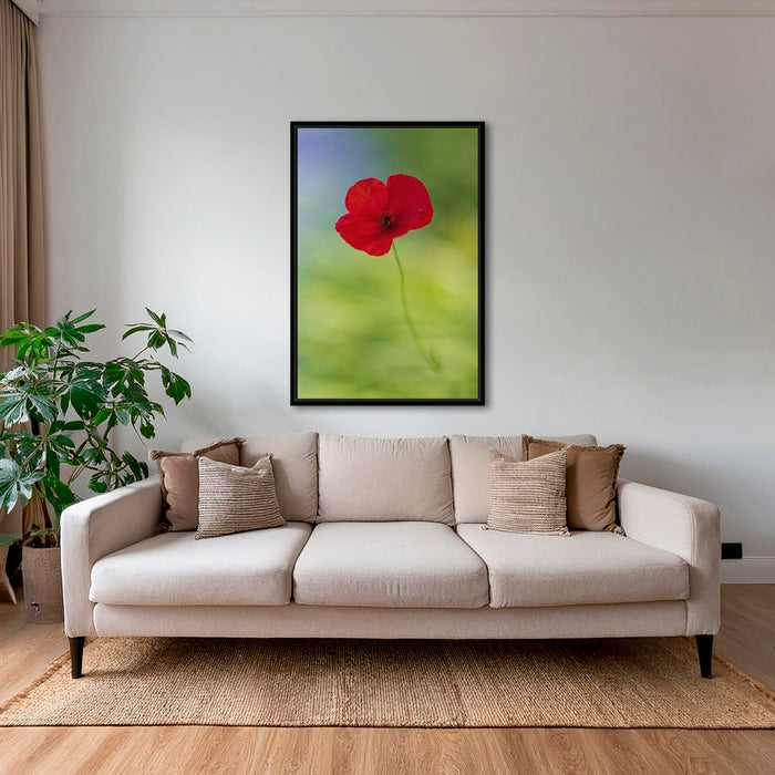 Naissance du coquelicot 2