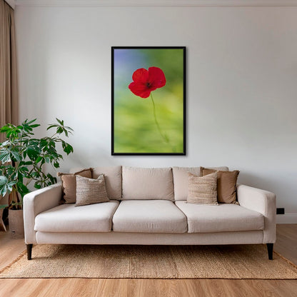 Naissance du coquelicot 2
