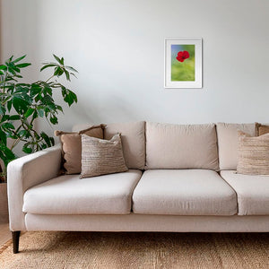 Naissance du coquelicot 2