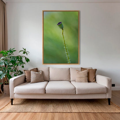 Naissance du coquelicot 3