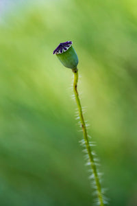 Naissance du coquelicot 3
