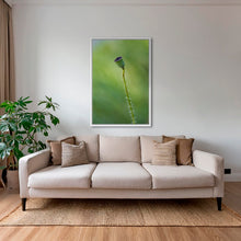 Charger l&#39;image dans la galerie, Naissance du coquelicot 3
