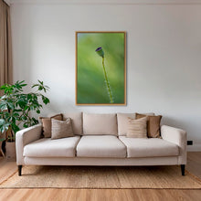 Charger l&#39;image dans la galerie, Naissance du coquelicot 3
