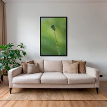 Charger l&#39;image dans la galerie, Naissance du coquelicot 3
