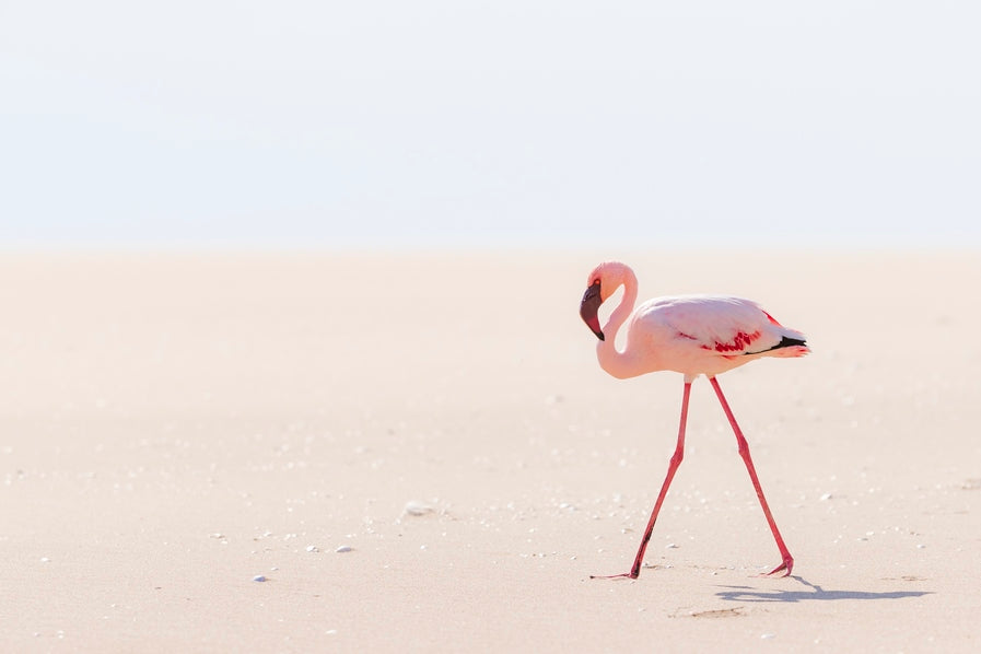 Le Flamant solitaire du Namib
