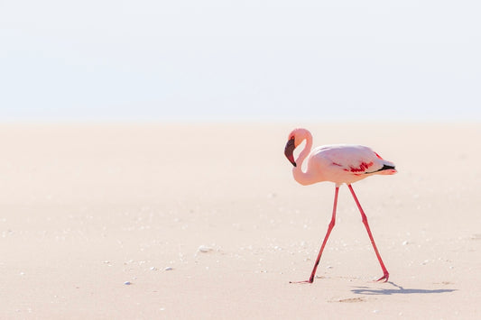 Le Flamant solitaire du Namib