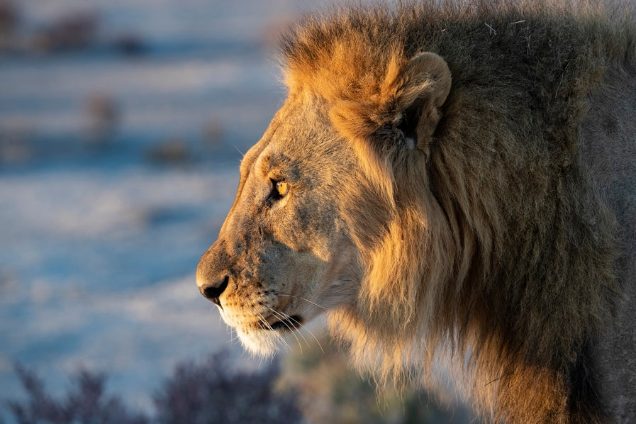 Le Roi d'Etosha