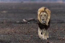 Charger l&#39;image dans la galerie, Royaume de cendres
