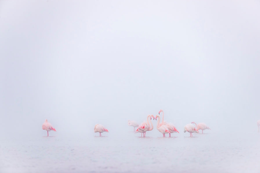 Rose et blanc