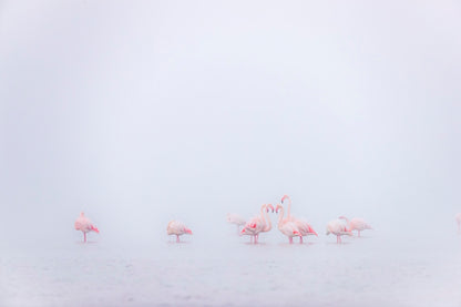 Rose et blanc