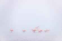 Charger l&#39;image dans la galerie, Rose et blanc
