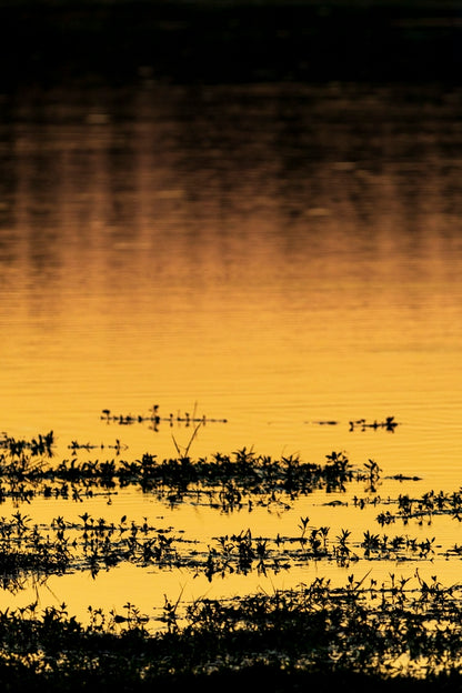 L'or du Delta