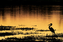 Charger l&#39;image dans la galerie, Goliath du soir
