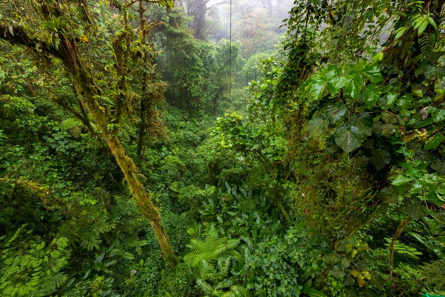 Forêt primaire