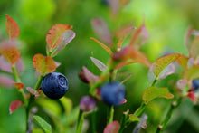 Charger l'image dans la galerie, "A la recherche de l'Ours, une année pour une photo" - RÉÉDITION 2026
