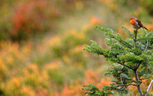 Charger l'image dans la galerie, "A la recherche de l'Ours, une année pour une photo" - RÉÉDITION 2026

