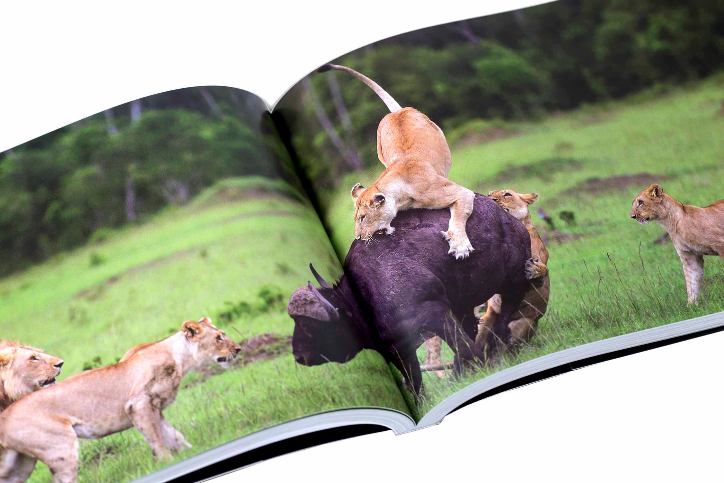 "Kenya, Rêve et Réalité"