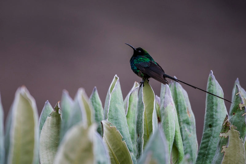 "Sur les pentes du Kilimandjaro"