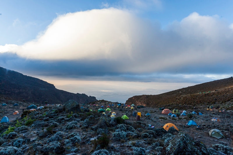 "Sur les pentes du Kilimandjaro"