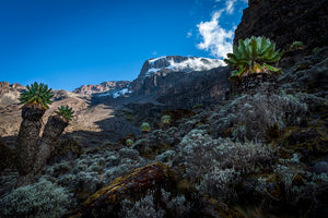 "Sur les pentes du Kilimandjaro"